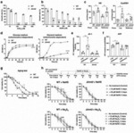 Reactive persulfides mediate sulfur respiration in mitochondria via sulfide:quinone oxidoreductase