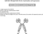 Therapeutic vaccine for Hepatitis b virus (HBV) using the HBV core antigen