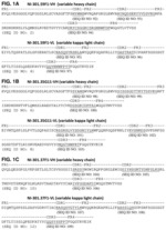 ANTIBODY-BASED THERAPY OF TRANSTHYRETIN (TTR) AMYLOIDOSIS AND HUMAN-DERIVED ANTIBODIES THEREFOR