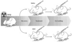 Conditioning irradiated tissue for increasing vascularity