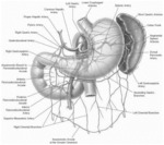 Methods for Treatment of Addiction-Reward Behaviors