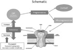 TREATMENT OF INFLAMMATORY DISEASES OF THE CENTRAL NERVOUS SYSTEM