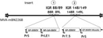 Multivalent recombinant modified vaccinia virus ankara (MVA) vector encoding filovirus immunogens