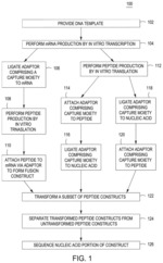 Peptide constructs and assay systems