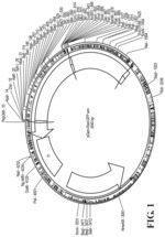 Modified immunization vectors