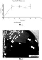 PROBIOTIC BIFIDOBACTERIUM STRAIN