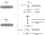 METHODS AND/OR USE OF OLIGONUCLEOTIDE CONJUGATES FOR ASSAYS AND FLOW CYTOMETRY DETECTIONS