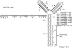 NON-VIRAL DNA VECTORS AND USES THEREOF FOR EXPRESSING FVIII THERAPEUTICS