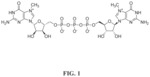 T7 RNA POLYMERASE VARIANTS