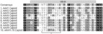 RECOMBINANT ADENO-ASSOCIATED VIRUSES AND USES THEREOF