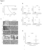 P13K-MTORC1-S6K1 signaling pathway biomarkers predictive of anti-cancer responses