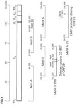 RECOMBINANT VIRUS WITH DIMINISHED LATENCY AND METHODS OF USING SAME