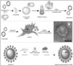 VIRUS-LIKE PARTICLES AND METHODS OF USE THEREOF