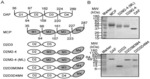 DAF-MCP CHIMERIC PROTEINS, PROCESS TO MANUFACTURE THE SAME AND USE OF THE CHIMERIC PROTEIN FOR TREATING PATHOLOGICAL CONDITIONS INVOLVING THE COMPLEMENT SYSTEM