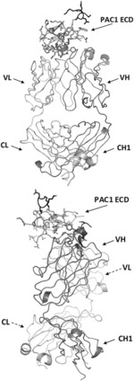 PAC1 ANTIBODIES AND USES THEREOF