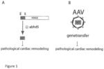 ABHD5 AND PARTIAL HDAC4 FRAGMENTS AND VARIANTS AS A THERAPEUTIC APPROACH FOR THE TREATMENT OF CARDIOVASCULAR DISEASES