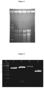 Transformed yeast producing novel 1-octen-3-ol, and preparation method therefor