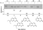 STABILIZATION OF AMYLOIDOGENIC IMMUNOGLOBULIN LIGHT CHAINS