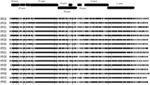 COMPOSITION OF PRIMERS FOR DETECTING HIGH GRADE SQUAMOUS INTRAEPITHELIAL LESION