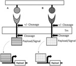 DHFR TUNABLE PROTEIN REGULATION