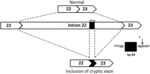 RESTORATION OF THE CFTR FUNCTION BY SPLICING MODULATION