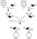 Compositions and methods to expedite antibody-based exchange imaging