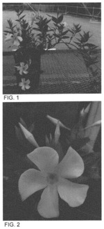 Mandevilla plant named ‘Sunpa 0931’