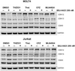 DEGRADERS OF CYCLIN-DEPENDENT KINASE 12 (CDK12) AND USES THEREOF