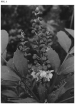Mahonia plant named ‘NCMH2’