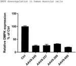 METHOD FOR TREATING MUSCULAR DYSTROPHY BY TARGETING DMPK GENE