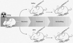 Conditioning Irradiated Tissue for Increasing Vascularity