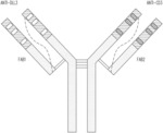 MULTI-SPECIFIC BINDING PROTEINS FOR CANCER TREATMENT