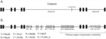 COMPOSITIONS AND METHODS FOR DISRUPTING THE MOLECULAR MECHANISMS ASSOCIATED WITH MITOCHONDRIAL DYSFUNCTION AND NEURODEGENERATIVE DISEASE