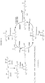 MODIFIED FATTY ACID BIOSYNTHESIS WITH ACP-DEPENDENT THIOLASES