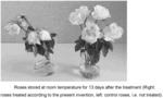 A METHOD FOR TREATING CUT FLOWERS