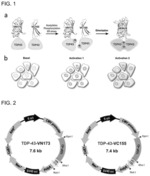 Pair of amino acid sequences for monitoring formation of TDP-43 oligomer in living cells via bimolecular fluorescence complementation