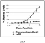 ANTIBODY PRE-LOADED CD16+NK-92 CELLS AS AN EFFECTIVE THERAPEUTIC PRODUCT FOR TUMOR LYSIS