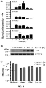 Inhibition of Cytokine-Induced SH2 Protein in NK Cells