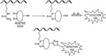 Modular Chemical Probe For Detection Of Amino Acid Citrulline In Physiological Samples