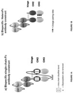 Bispecific T cell engaging antibody constructs