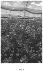 Blueberry plant named ‘FCM14-031’