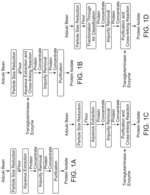 FUNCTIONAL ADZUKI BEAN-DERIVED COMPOSITIONS