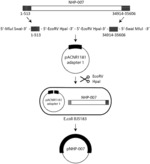 ONCOLYTIC NON-HUMAN ADENOVIRUSES AND USES THEREOF