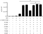 MHC CLASS II MOLECULES AND METHODS OF USE THEREOF