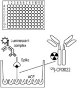 METHODS AND SYSTEMS FOR RAPID DETECTION OF SARS-COV-2 USING A RADIOLABELED ANTIBODY