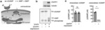 ENPP1 Inhibitors and Methods of Modulating Immune Response