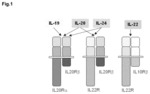 Anti-IL-22R antibodies