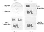 Methods of synthesizing heteromultimeric polypeptides in yeast using a haploid mating strategy
