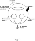 Host cells for use in an inducible coexpression system