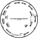 SANTALENE SYNTHASE